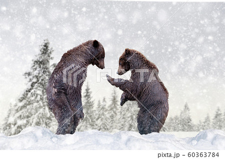 Bear in a snow on winter background 60363784