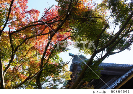 妙本寺  Myouhouji temple 60364641