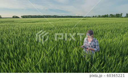 A woman farmer with a tablet in her hands stands in a vast field of green wheat 60365221