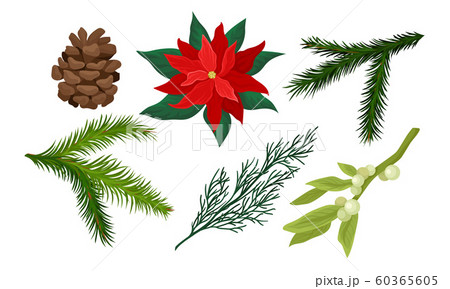 Plants for Christmas Holiday Decoration Collection, Poinsettia, Spruce Branch, Mistletoe, Pine Cone Vector Illustration Plants for Christmas Holiday Decoration Collection, Poinsettia, Spruce Branch, Mistletoe, Pine Cone Vector Illustration 60365605