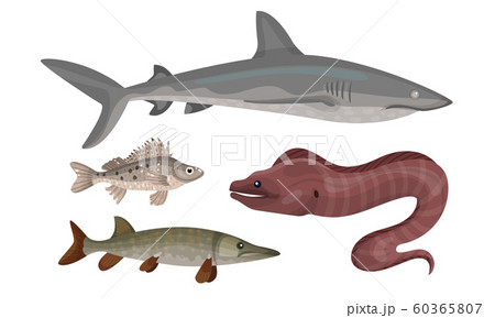 Freshwater and Ocean Fishes Collection, Commercial Fish Species Vector Illustration 60365807