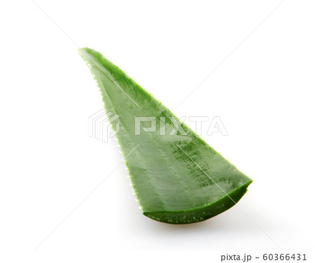 Aloe Vera Leaf On White Background 60366431