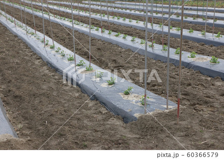 １２月のエンドウ畑 60366579