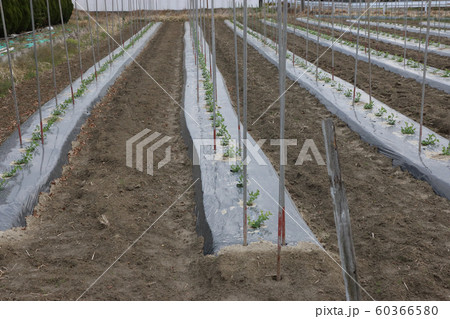 １２月のエンドウ畑 60366580