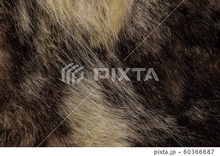 Fur texture close up. Fur on winter women's clothing. Fur texture close up. Fur on winter women's clothing. 60366687