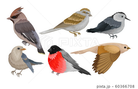 Wild Birds Collection, Titmouse, Bullfinch, Waxwing, Chiffchaff, Sparrow Vector Illustration 60366708