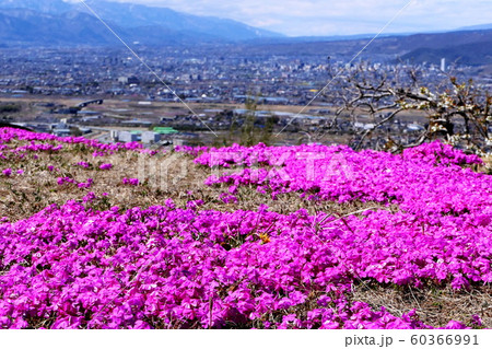 甲府市街地遠望　八代ふるさと公園より 60366991