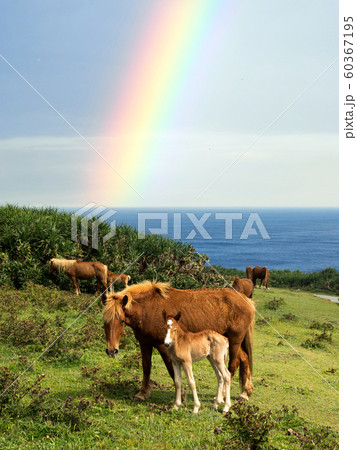 与那国馬 与那国馬 60367195