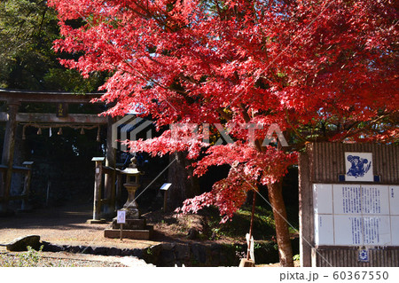佐賀県 多久市 紅葉の散策コースの景観 佐賀県 多久市 紅葉の散策コースの景観 60367550