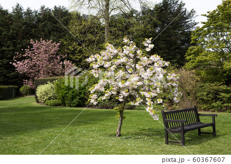 英国の市立公園 60367607