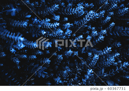 Blue colorful plant background. 60367731