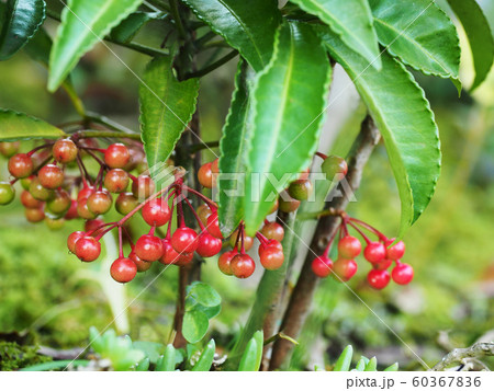 まんりょう 60367836