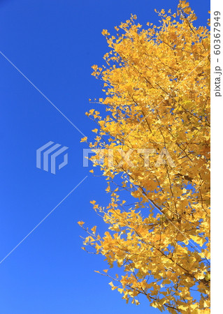 色付いたイチョウと青空の寸景 60367949