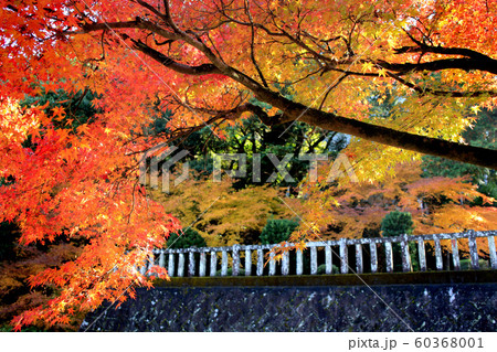 佐賀県 多久市 紅葉の散策コースの景観 佐賀県 多久市 紅葉の散策コースの景観 60368001
