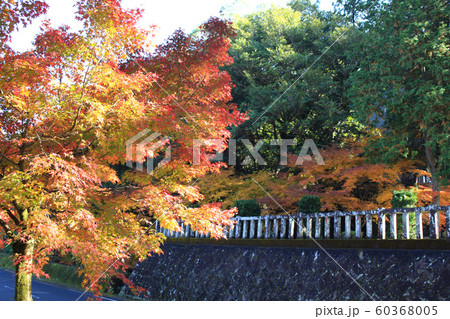 佐賀県 多久市 紅葉の散策コースの景観 佐賀県 多久市 紅葉の散策コースの景観 60368005