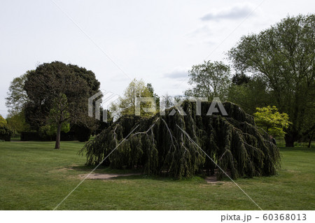 英国の市立公園 英国の市立公園 60368013