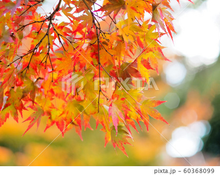 色づくもみじ 60368099