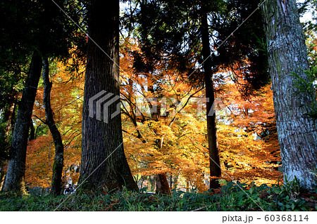 佐賀県 多久市 紅葉の散策コースの景観 佐賀県 多久市 紅葉の散策コースの景観 60368114