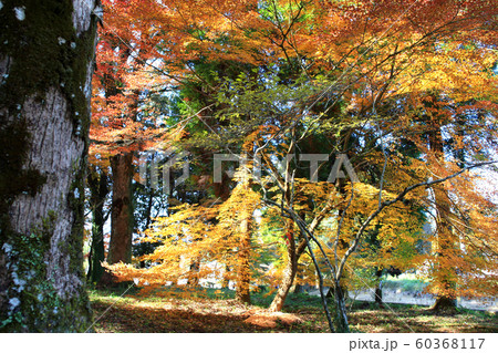佐賀県 多久市 紅葉の散策コースの景観 佐賀県 多久市 紅葉の散策コースの景観 60368117