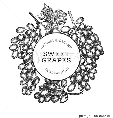 Grape design template. Hand drawn vector grape Grape design template. Hand drawn vector grape 60368246