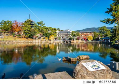 猿沢池と興福寺五重塔 60368586
