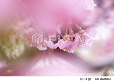 早春3月 早春3月 60368608