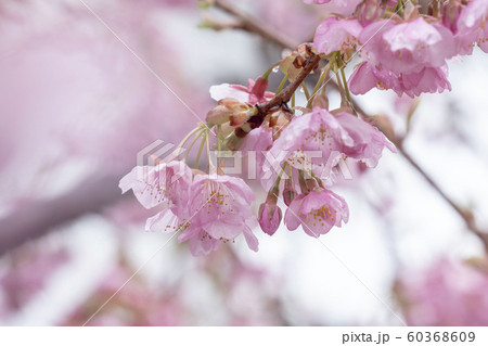 早春3月 早春3月 60368609