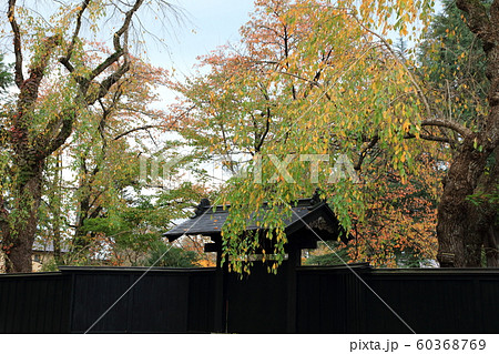 秋の角館 60368769