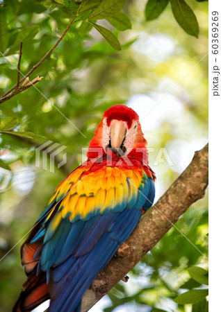 red ara parrot outdoor 60369269