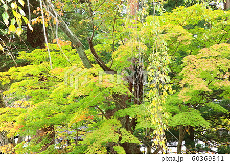 秋の角館 秋の角館 60369341