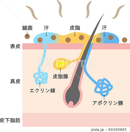 体臭の原因と汗腺 肌の断面図のイラスト素材