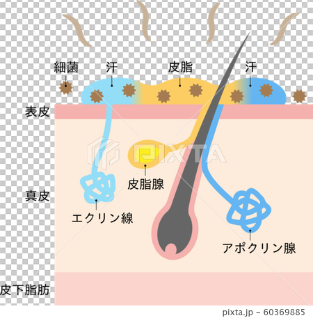 体臭の原因と汗腺　肌の断面図 60369885