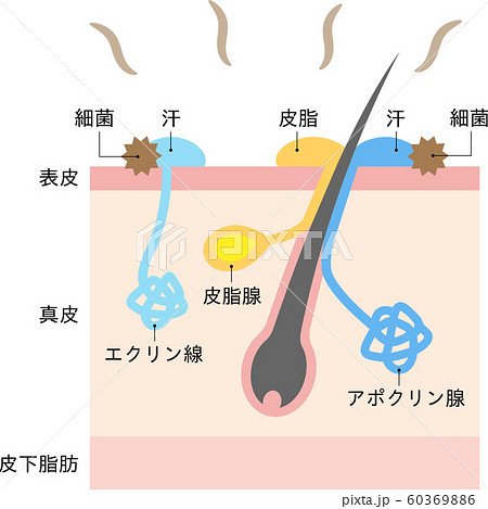 体臭の原因と汗腺　肌の断面図 60369886
