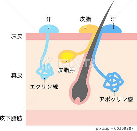 アポクリン腺とエクリン腺　汗腺　肌の断面図 60369887