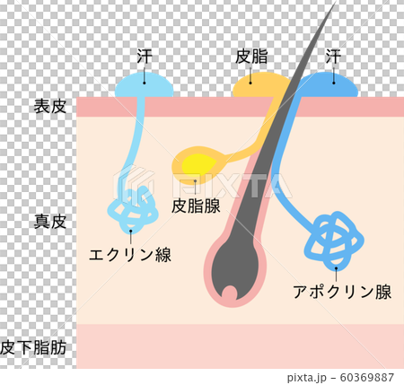アポクリン腺とエクリン腺　汗腺　肌の断面図 60369887