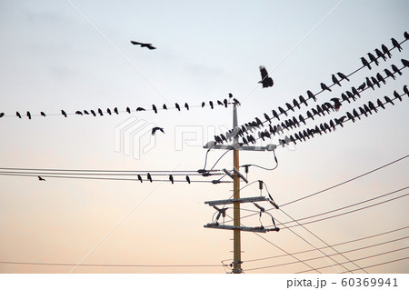 カラス 済州島 電線 60369941
