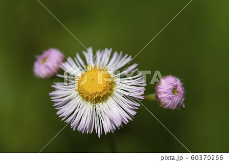 ハルジオンの花 60370266