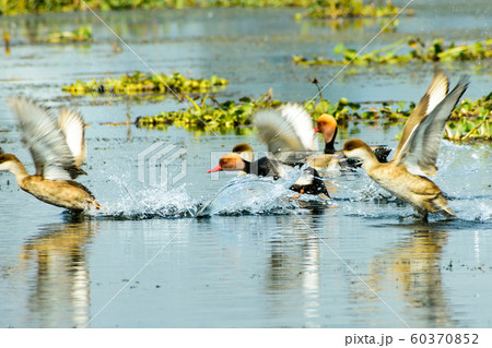 Flock of migratory Red crested pochard Aythyinae flying on lake. Flock of migratory Red crested pochard Aythyinae flying on lake. 60370852
