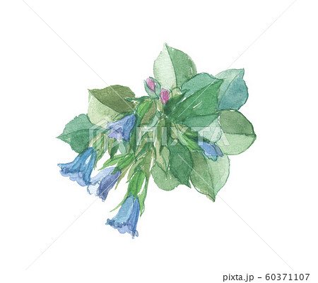 オイスターリーフ　花 60371107
