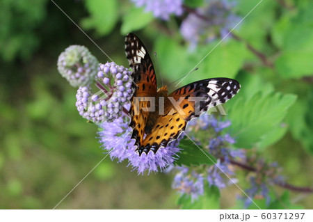 ダンギクに止まるツマグロヒョウモンの雌 60371297