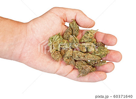 Hand Holding Marijuana Isolated On A White の写真素材