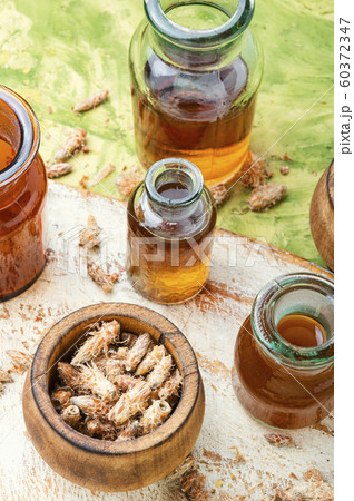 Pine kidneys in folk medicine Pine kidneys in folk medicine 60372347
