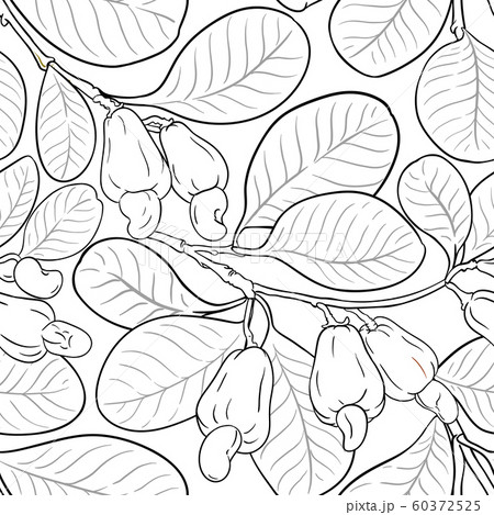 cashew vector pattern cashew vector pattern 60372525