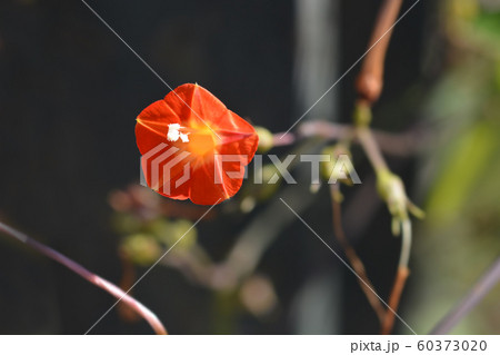 Red morning glory 60373020
