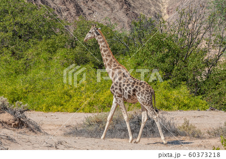 Giraffe walking along the Hoanib river 60373218