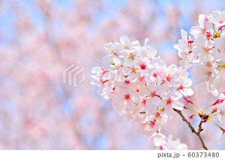 春の花 桜の写真素材 春の花 桜の写真素材