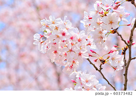 春の花 桜の写真素材