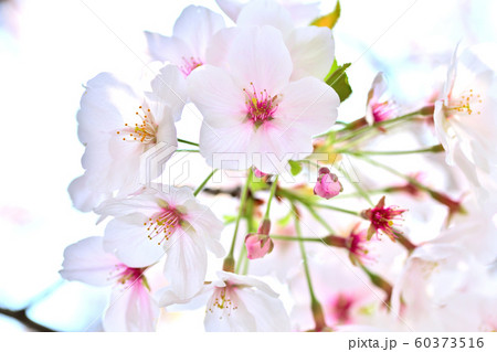 春の花　桜 60373516