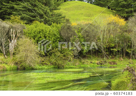 ニュージーランド プタルル ブルースプリング ニュージーランド プタルル ブルースプリング 60374183
