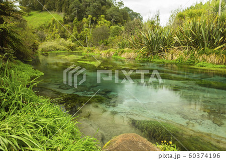 ニュージーランド プタルル ブルースプリング ニュージーランド プタルル ブルースプリング 60374196